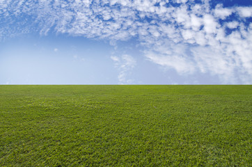Field of green grass and sky cloudy
