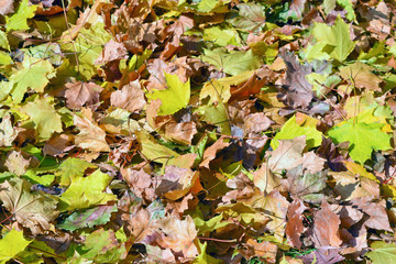 Fallen leaves, background.