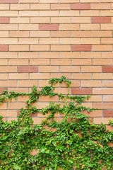 Fototapeta na wymiar grunge wall background with foliage