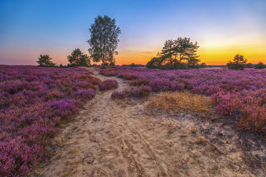 Nemitzer Heide 9 / Sonnenuntergang in der Nemitzer Heide (Landkreis L&uuml;chow-Dannenberg, Niedersachsen). Aufgenommen am 30. August 2016.