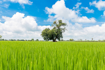 A single tree on the rice field and blue sky.