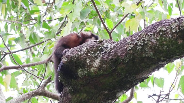 Macaco-prego na &aacute;rvore.
