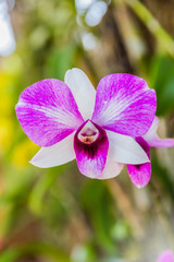 Beautiful purple orchid