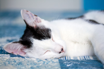 Closeup of a sleeping domestic cat