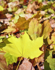 Fallen leaves, background.
