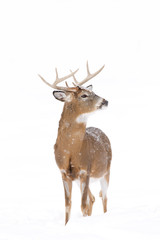 White-tailed deer buck isolated on a white background in the falling snow in Canada