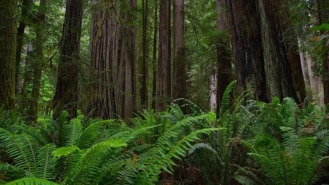 Forest Time Lapse with Ferns and Redwood Trees