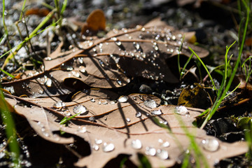 raindrops on leaves