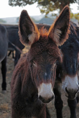 baby donkeys