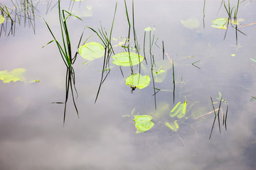 Water surface with lily pads