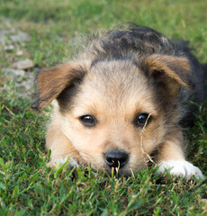 Stray puppy 