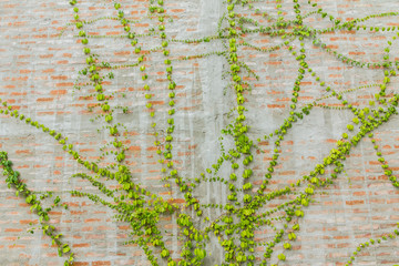 Ivy plant on old wall