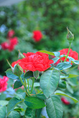  Red rose with stem in the garden