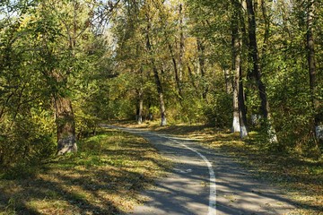 Autumn scene with road in forest and fallen leaves.