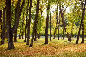 autumn trees in city park