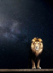 Portrait of a Beautiful lion, lion in the starry night