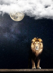 Portrait d& 39 un beau lion, lion dans la nuit étoilée et la lune