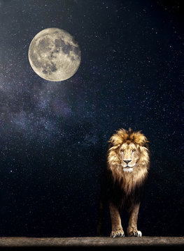 Portrait of a Beautiful lion, lion in the starry night and moon