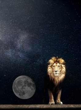 Portrait of a Beautiful lion, lion in the starry night and moon