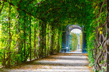 romantic garden walkway forming agreen tunnel of acacias