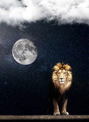 Portrait of a Beautiful lion, lion in the dark. starry night and