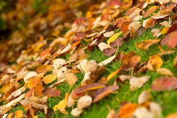 Wiese mit Herbstblättern