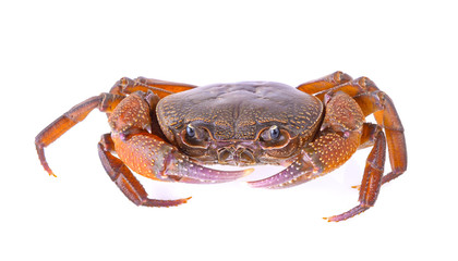 crab on white background