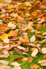 Wiese mit Herbstblättern