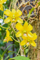 Fototapeta na wymiar Yellow Orchidaceae flower