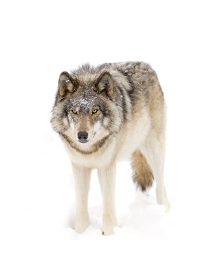 A lone Timber wolf or Grey Wolf (Canis lupus) isolated against a white background walking in the winter snow in Canada