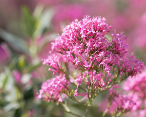 Obraz premium Small purple flowers