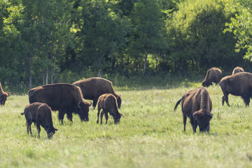Buffalo In South Dakota's Black Hills