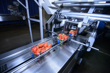 Strawberries on conveyor belt on packing line