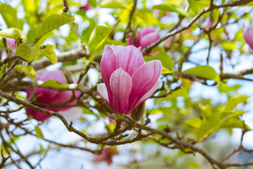 The flowers of magnolia x soulangeana, saucer magnolia