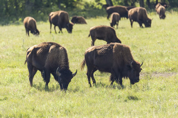 Buffalo In South Dakota's Black Hills