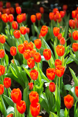 red tulip plant garden
