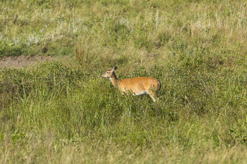 Deer In The Black Hills