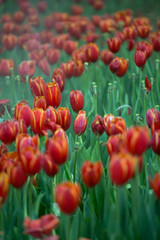 Fototapeta premium red tulip plant garden