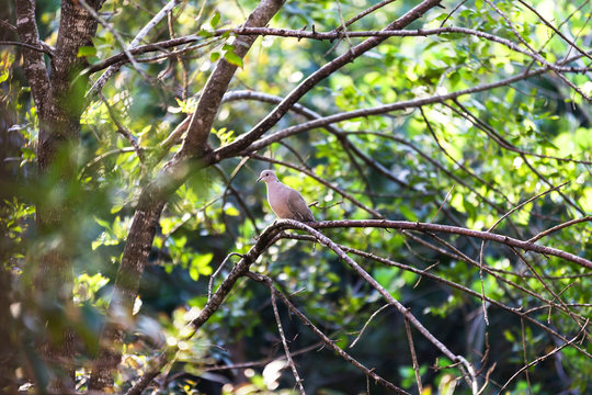 Eurasian collared dove in a tree