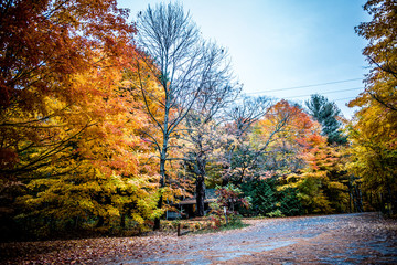 Fototapeta premium Autumnal scene