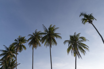 Fototapeta na wymiar coconut tree tropical on blue sky background evening