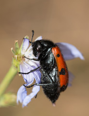beetle with red wings on a flower