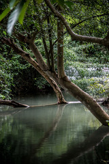 forest and water