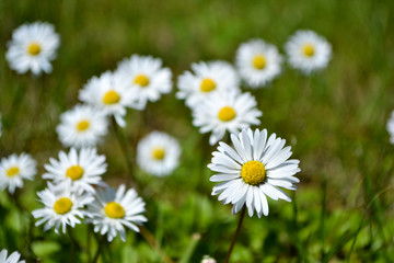 Obraz premium Daisies sunbathing