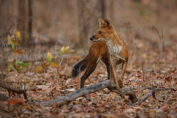 Indian wild dog pose in the nature habitat, very rare animal, dhoul, dhole, red wolf, red devil, indian wildlife, dog family, nature beauty, cuon alpinus
