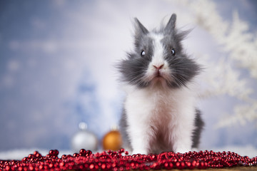 Fototapeta na wymiar Little santa bunny on Christmas background