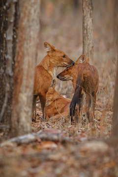 Indian wild dogs pair in the nature habitat, very rare animal, dhoul, dhole, red wolf, red devil, indian wildlife, dog family, nature beauty, cuon alpinus
