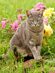 Beautiful blue tabby kitty cat against colorful flower background after rain