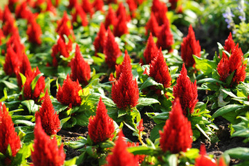 Red Celosia flower, Chinese Wool Flower