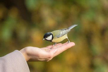 tit sitting on a palm